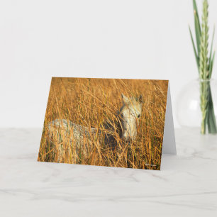 Carte Bob Langrish   Grey Camargue Pony Mensonge Dans Le