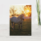 Carte Bob Langrish | Grey Percheron Standing In Sunset (Devant)