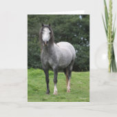 Carte Bob Langrish | Grey Welsh Pony Standing (Devant)