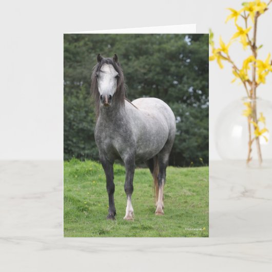 Carte Bob Langrish | Grey Welsh Pony Standing (Fleur jaune)