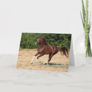 Carte Bob Langrish   L'étalon arabe châtaignier court