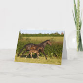 Carte Bob Langrish | Mare de sang chaud et marche du pou (Devant)