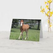 Carte Bob Langrish | Miniature Pony Foal Walking (Fleur jaune)