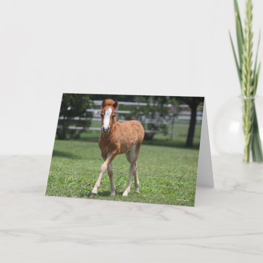 Carte Bob Langrish | Miniature Pony Foal Walking (Devant)