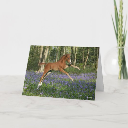 Carte Bob Langrish | Morgan Foal Leaping With Bluebells (Devant)