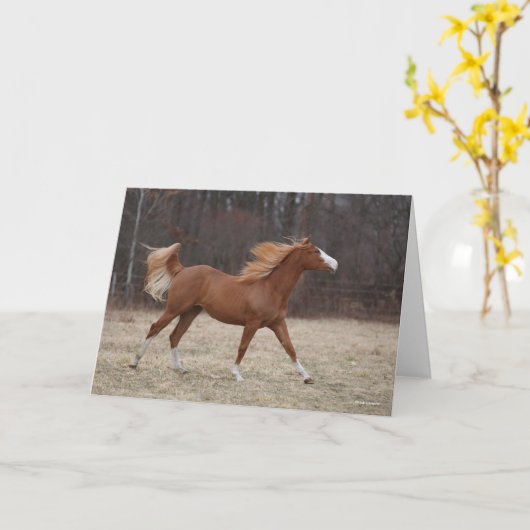 Carte Bob Langrish | Overo Paint Horse Running (Fleur jaune)