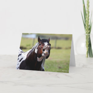 Carte Bob Langrish   Paint Horse Stallion Flehmen