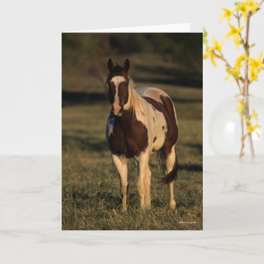 Carte Bob Langrish | Paint Horse Standing (Fleur jaune)