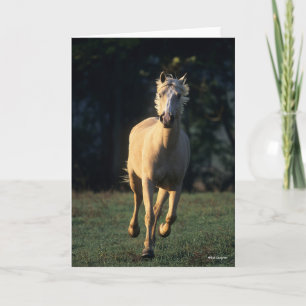 Carte Bob Langrish   Palomino Horse Running Backlight