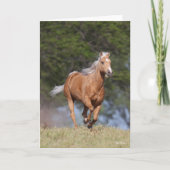 Carte Bob Langrish | Palomino Quarter Cheval Courir (Devant)