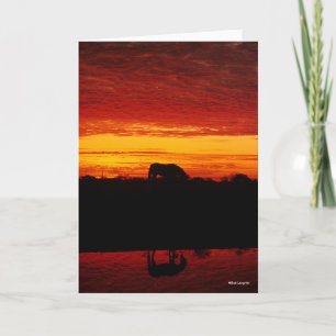 Carte Bob Langrish Pâturage arabe à cheval au coucher