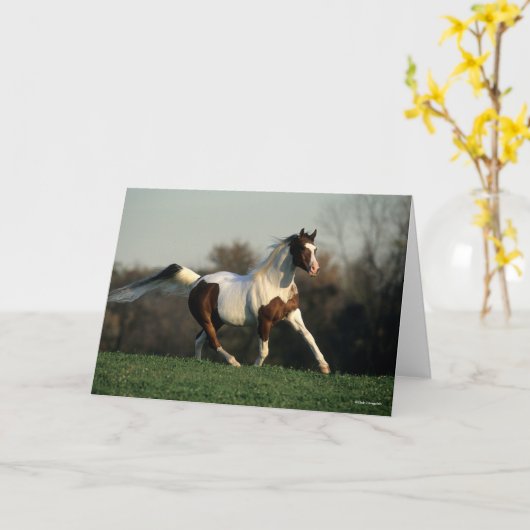 Carte Bob Langrish | Pinto Arab Mane and Tail Flowing (Fleur jaune)