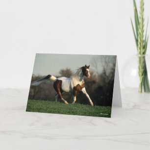 Carte Bob Langrish Pinto Arab Mane and Tail Flowing