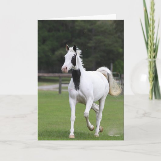 Carte Bob Langrish | Pinto Warmblood (Devant)