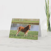 Carte Bob Langrish | Poisson de poney miniature debout (Devant)