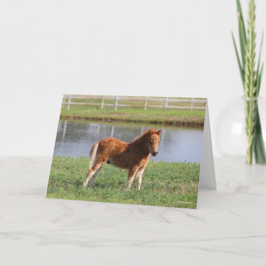 Carte Bob Langrish | Poisson de poney miniature debout (Devant)