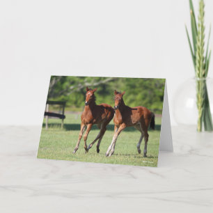 Carte Bob Langrish   Quart de chevaux Foals Together