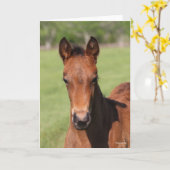 Carte Bob Langrish | Quarter Horse Foal Headshot (Fleur jaune)