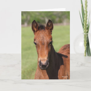 Carte Bob Langrish Quarter Horse Foal Headshot