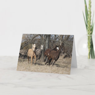 Carte Bob Langrish   Quatre Chevaux De Courbe Bashkir Co