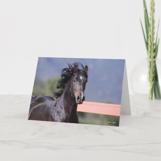 Carte Bob Langrish | Retour Casque andalou (Devant)