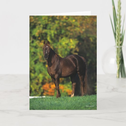 Carte Bob Langrish Rocky Mountain Horse debout Automne (Devant)