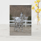 Carte Bob Langrish | Spotty Appaloosa Friesian Standing (Fleur jaune)