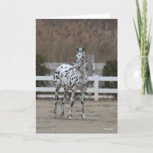 Carte Bob Langrish   Spotty Appaloosa Friesian Standing