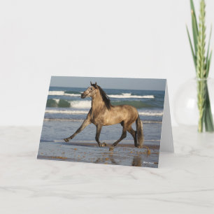 Carte Bob Langrish Stallion Andalou Courir Sur La Plage