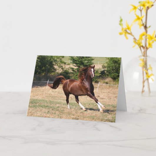 Carte Bob Langrish | Stallion arabe châtaignier courant (Fleur jaune)