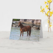 Carte Bob Langrish | Stallion Arabe Dans L'Eau (Fleur jaune)