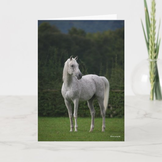 Carte Bob Langrish | Stallion arabe gris debout (Devant)