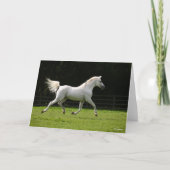 Carte Bob Langrish | Stallion arabe gris en marche (Devant)