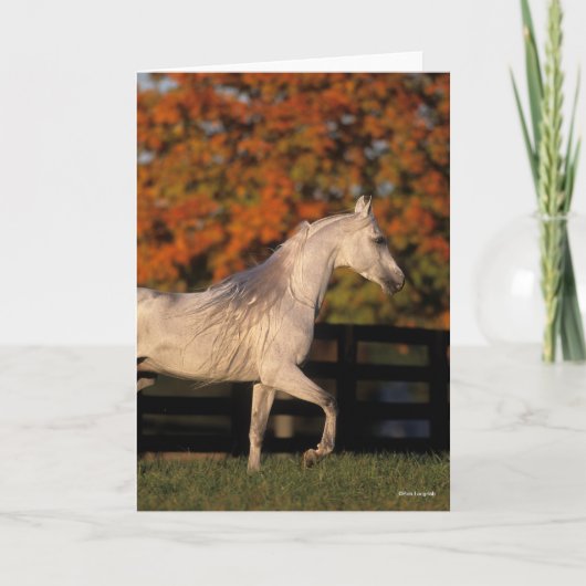Carte Bob Langrish | Stallion arabe gris marche automne (Devant)