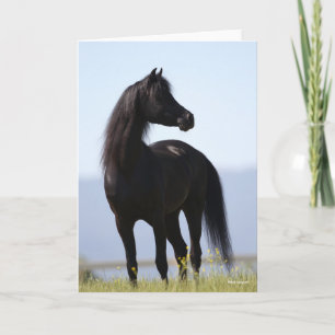 Carte Bob Langrish   Stallion arabe noire debout