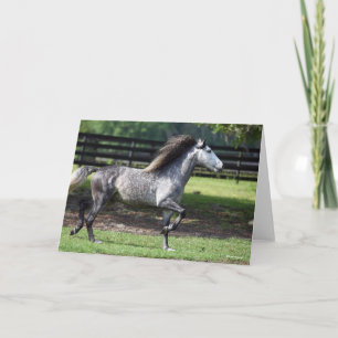 Carte Bob Langrish   Stallion lusitano gris pomme