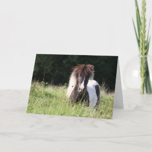 Carte Bob Langrish   Stallion Shetland debout Dans L'Her