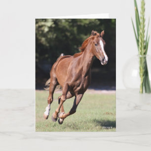 Carte Bob Langrish Tennessee Walker Testnut Running