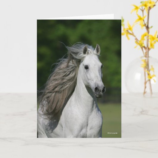 Carte Bob Langrish | Tirage d'un stallion andalou gris (Fleur jaune)