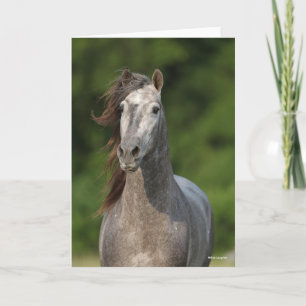 Carte Bob Langrish Tirage d'un stallion andalou gris
