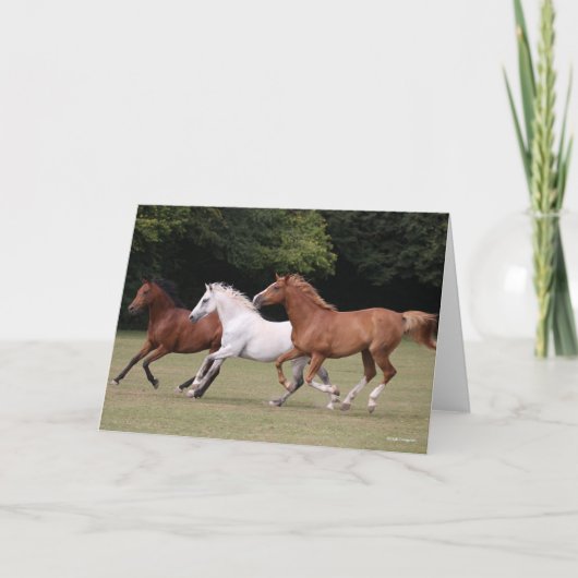 Carte Bob Langrish | Trois Chevaux Arabes Courant Ensemb (Devant)