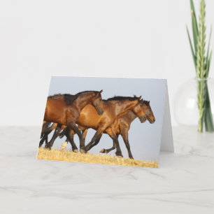 Carte Bob Langrish   Trois Mares andalouses en course