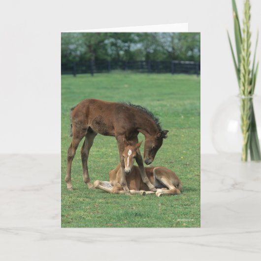 Carte Bob Langrish | Two Morgan Horse Foals Playing (Devant)