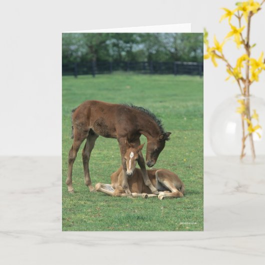 Carte Bob Langrish | Two Morgan Horse Foals Playing (Fleur jaune)