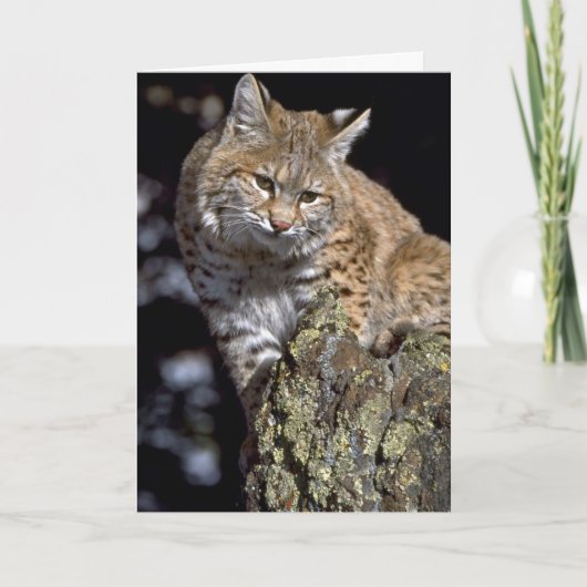 Carte Bobcat (Devant)