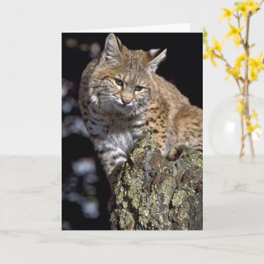 Carte Bobcat (Fleur jaune)