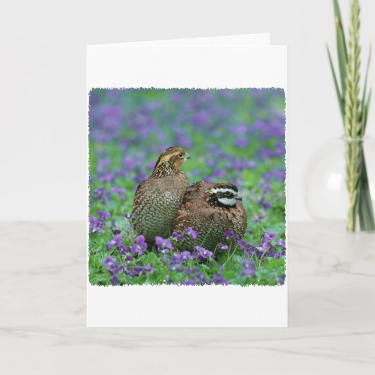 Carte Bobwhite Quail Photographie (Devant)