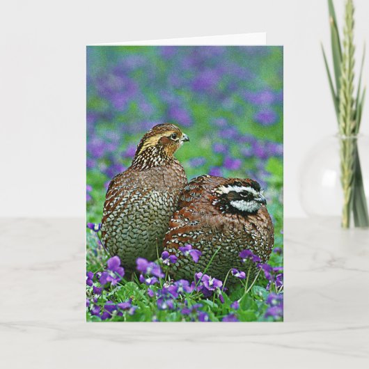 Carte Bobwhite Quail Photographie (Devant)