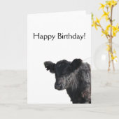 Carte Boeuf ceinturé beau de Galloway (Fleur jaune)