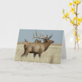 Carte Boîtier de troupeau E4 Bull Elk (Fleur jaune)